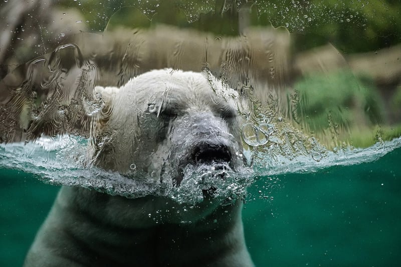 Survival in the Arctic