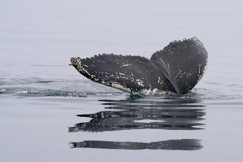 Diving Fins